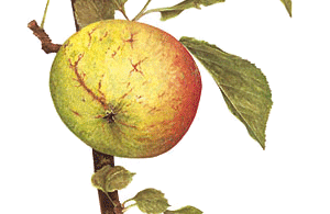 Illustration : Pomme Belle Joséphine © Hovanessian