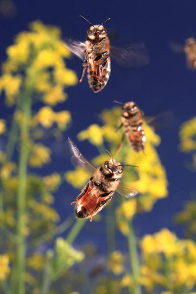 Photo : abeille en vol © Eric Tourneret