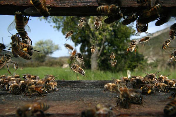 Photo : ruche © Eric Tourneret