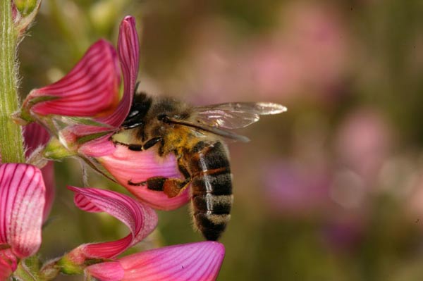 Photo : abeille butinant © Eric Tourneret