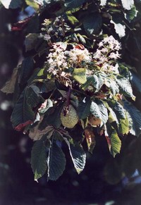 photo concours jardiniers du Sénat