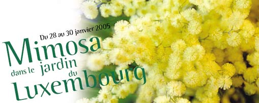 Illustration : exposition Mimosa