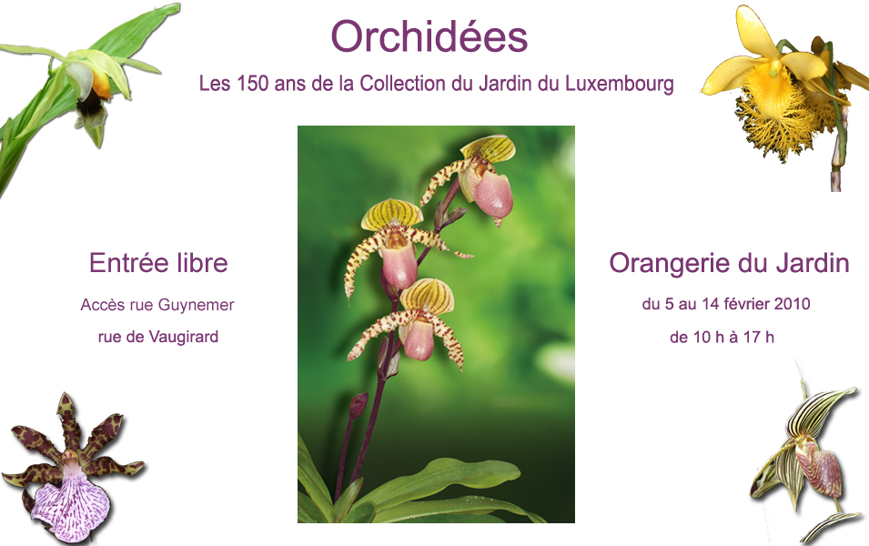 http://www.senat.fr/evenement/orchidees_2010/images/affiche3.jpg