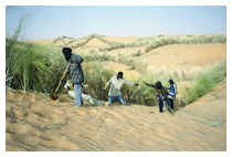 ©Roberto Neumiller/SOS SAHEL Mauritanie. A quelques dizaines de kilomètres de Nouakchott. L’ensablement est une calamité. Le moyen le plus efficace pour lutter contre ce fléau consiste à fixer les dunes avec des pare vents végétaux notamment.