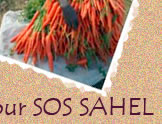 ©Roberto Neumiller/SOS SAHEL Niger (Maradi, sud du pays). Les maraîchers ont dompté le peu d’eau qui existe et leur réseau d’irrigation fait merveille. Les carottes de Maradi n’ont rien à envier à celles des marchés de France.
