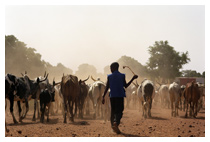 ©Roberto Neumiller/SOS SAHEL Mali. Dès le plus jeune âge l’enfant est berger. La vache sahélienne est à longue corne, efflanquée et résistante. Elle parcourt des centaines de kilomètres excentriques pour se nourrir.