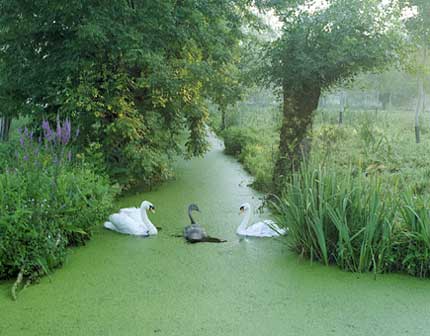 [Image: 03marais-poitevin.jpg]