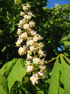 Aesculus hippocastanum