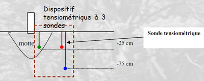 Une sonde est plac�e dans la motte, une seconde � l�ext�rieure et la troisi�me en profondeur. Le recoupement des mesures permet d��valuer non seulement l��tat d�humidit� de la totalit� de la fosse mais �galement le d�veloppement de l�enracinement de l�arbre
