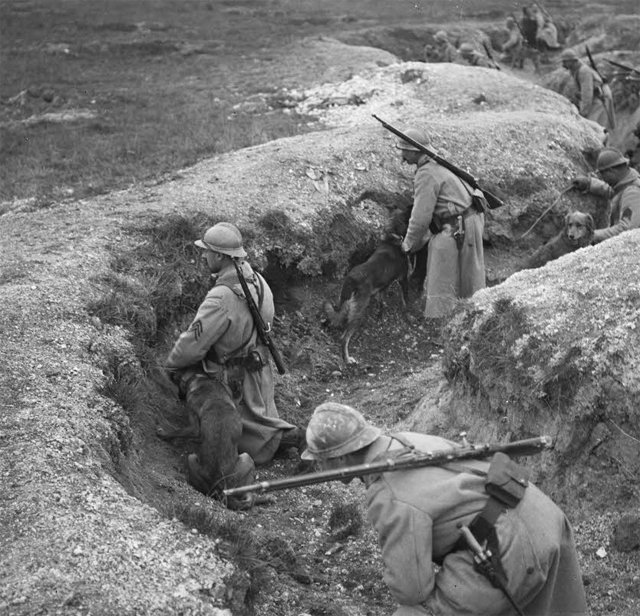 ECPAD - SPA 240 M 4687 - Région de Suippes, exercices de chiens sanitaires dans les tranchées. - 16/12/1917 - Moreau, Albert ECPAD - SPA 240 M 4687 - Région de Suippes, exercices de chiens sanitaires dans les tranchées. - 16/12/1917 - Moreau, Albert