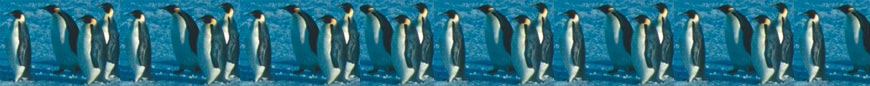 Illustration : pingouins 