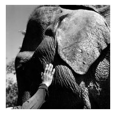 Photo : Elephant - Philippe Coste