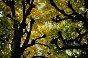 Tilleuls taillés en « tête de chat » Archives du Sénat – 17 FI 663