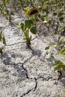 Arramon 2003 - Copyright AFP