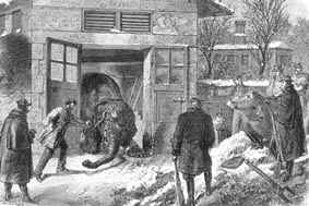 Abattage d'un éléphant