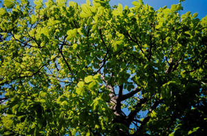 Feuillage de marronnier Archives du Sénat – 17 FI 447
