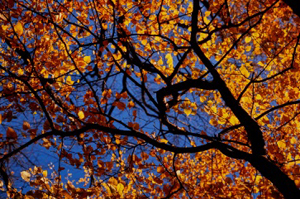 Tilleul à l’automne Archives du Sénat – 17 FI 034