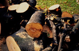 Rondins de bois de tilleul Archives du Sénat – 17 FI 0867