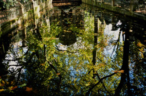 Reflets de platanes sur l’eau de la fontaine Médicis Archives du Sénat – 17 FI 1302