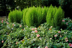 Massif de dahlias, géraniums et cosmos en été Archives du Sénat – 17 FI 011