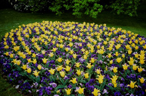 Massif de tulipes et pensées au printemps Archives du Sénat – 17 FI 011