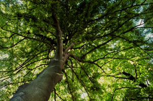 Frondaison Archives du Sénat – 17 FI 457