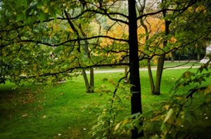 Frondaison Archives du Sénat – 17 FI 009