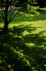 Frondaison Archives du Sénat – 17 FI 1106