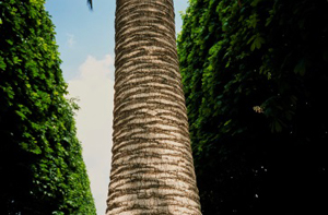 Tronc d’un palmier Washingtonia filifera Archives du Sénat – 17 FI 1094