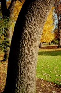 Troncs en automne Archives du Sénat – 17 FI 522