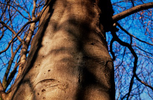 Archives du Sénat – 17 FI 465