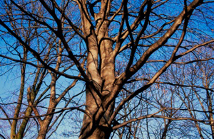 Arbres dénudés en hiver Archives du Sénat – 117 FI 461