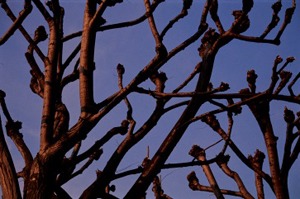 Archives du Sénat – 17 FI 033