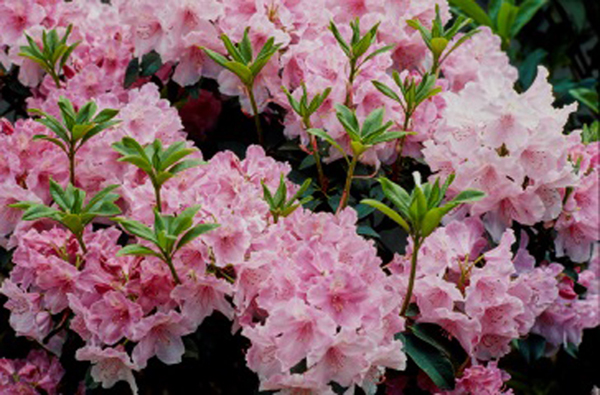 Rhododendron au printemps Archives du Sénat – 17 FI 608