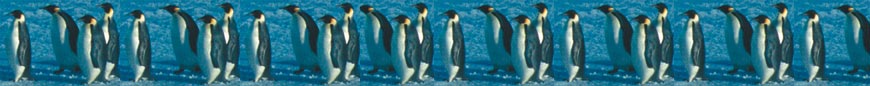Illustration : pingouins 