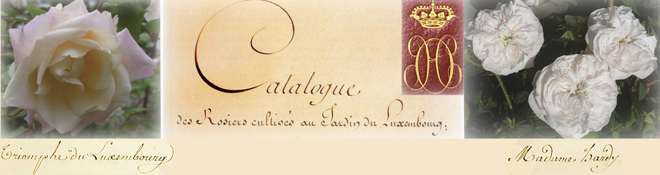 Photos des roses © Vincent DERKENNE