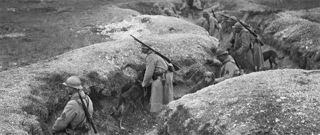 ECPAD - SPA 240 M 4687 - Région de Suippes, exercices de chiens sanitaires dans les tranchées. - 16/12/1917 - Moreau, Albert ECPAD - SPA 240 M 4687 - Région de Suippes, exercices de chiens sanitaires dans les tranchées. - 16/12/1917 - Moreau, Albert