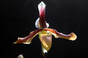 Photo : orchidée "Entente Cordiale"