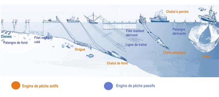 Pêche : Les engins traînants, très efficaces mais à quel prix pour les  fonds marins ?