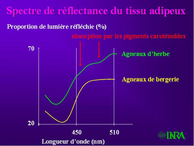 Côte de bœuf (au four) - Alimentation Intégrative