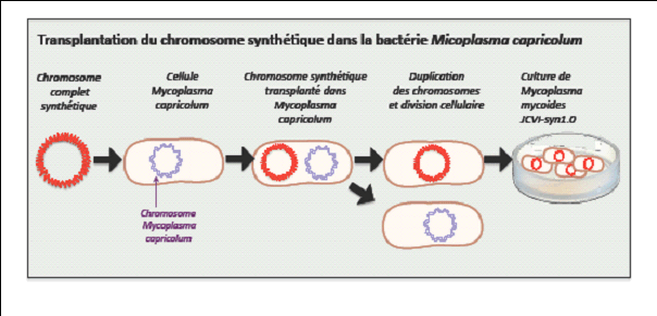 Filière menthe: une activité de niche à fort potentiel de développement