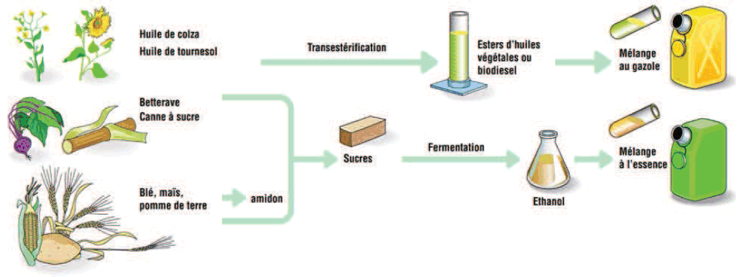 Le bioéthanol veut sa part du gâteau - Terres et Territoires