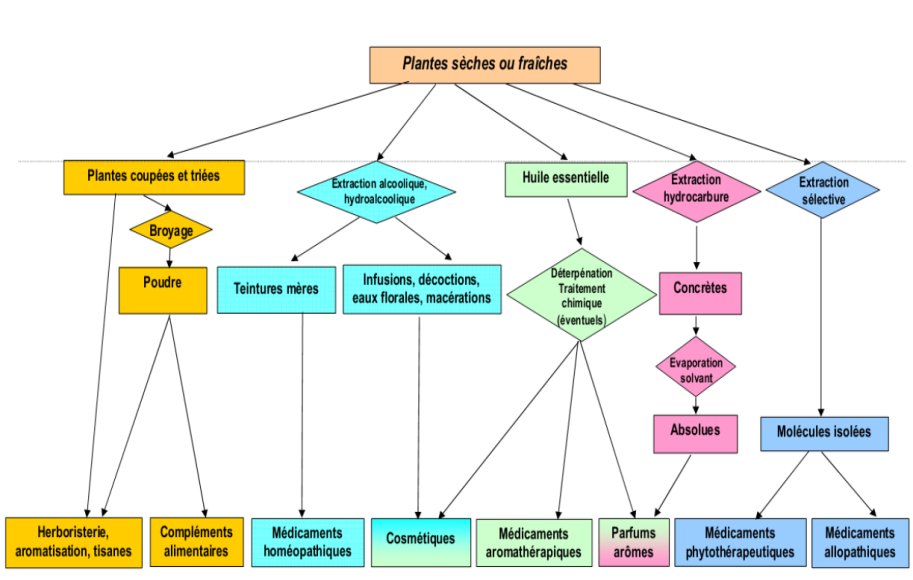 Prêle des champs BIO - Laboratoires du Docteur Bobo