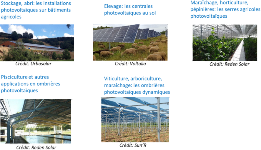 Les algues : le futur de l'énergie et des technologies environnementales ?