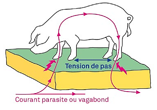 L'antenne 4G soupçonnée de tuer les vaches d'un éleveur ne sera pas  débranchée