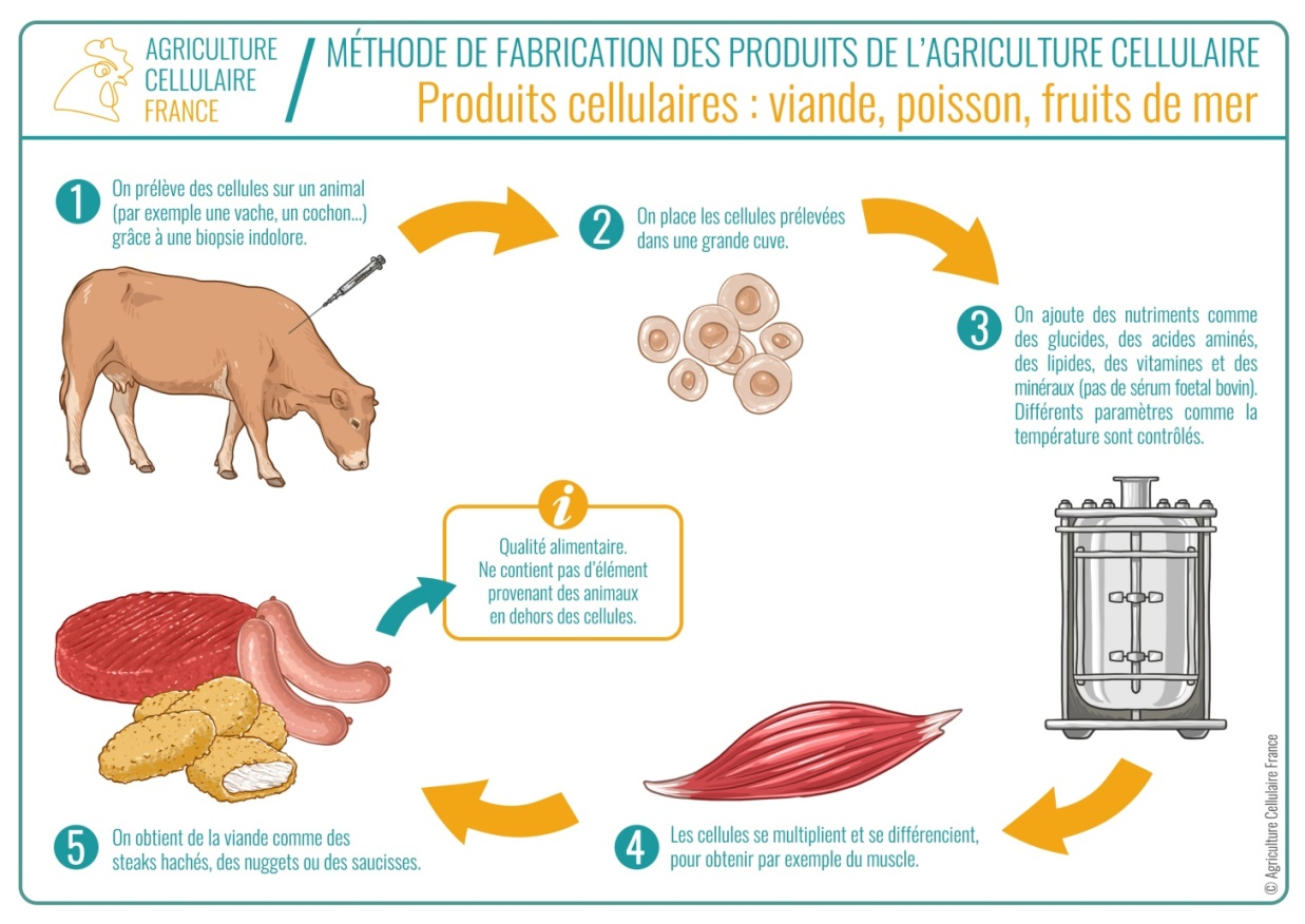 L'efficience de la fabrication de saucisses vue de l'intérieur